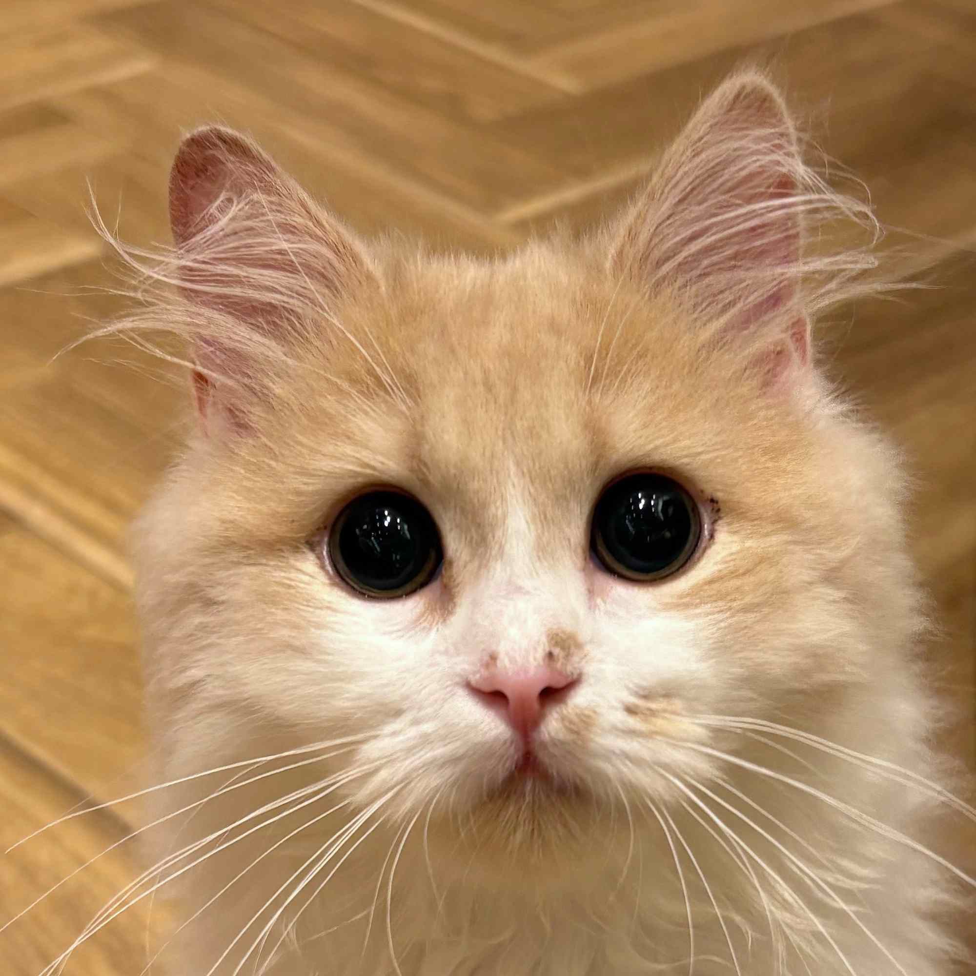 ぽと